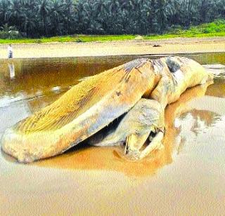 Guhaagar beach with dead whales | गुहागर समुद्रकिनारी मृत व्हेल मासा