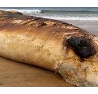 VIDEO: Vaigural sea coast found Devamasa | VIDEO : वेंगुर्ला समुद्र किनारी महाकाय देवमासा आढळला VIDEO: Vaigural sea coast found Devamasa | VIDEO : वेंगुर्ला समुद्र किनारी महाकाय देवमासा आढळला