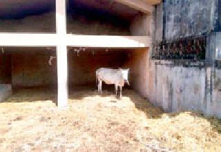 Auction stops for four months | चार महिन्यांपासून लिलाव रखडला Auction stops for four months | चार महिन्यांपासून लिलाव रखडला