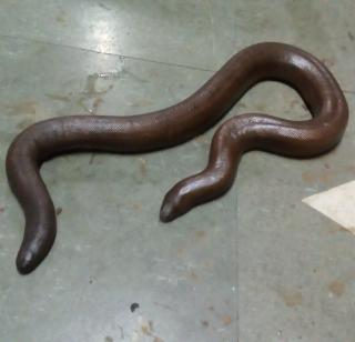 Rupees worth millions of rupees found in Vasaiish | वसईत सापडला लाखो रुपये किमतीचा साप Rupees worth millions of rupees found in Vasaiish | वसईत सापडला लाखो रुपये किमतीचा साप