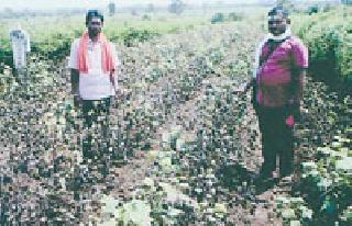 Invasive disease attack, farmer Haren | लाल्या रोगाचे आक्रमण, शेतकरी हैराण