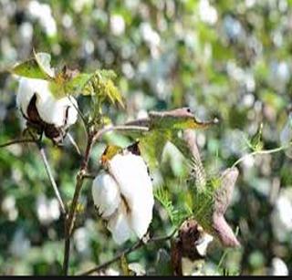 Cotton exports to Pakistan dropped | पाकिस्तानला होणारी कापूस निर्यात घसरली Cotton exports to Pakistan dropped | पाकिस्तानला होणारी कापूस निर्यात घसरली