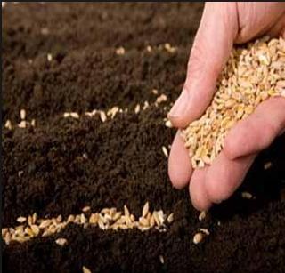 Sales of fertilizers declined despite good rainfall | चांगला पाऊस पडूनही खतांची विक्री घटली Sales of fertilizers declined despite good rainfall | चांगला पाऊस पडूनही खतांची विक्री घटली