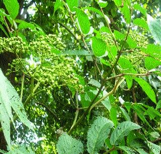 Bhanbhitrani full moon | भानभित्रानी भरलंय सारं रान