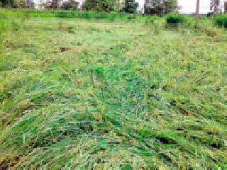 Collector wise instructions for the peak panchnama | जिल्हाधिकाऱ्यांनी दिले पीक पंचनाम्याचे निर्देश