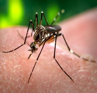 Dengue is the only minor disease - Health Department | डेंग्यू हा तर किरकोळ आजार - आरोग्य विभाग
