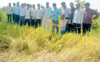 Agricultural Officer's Crop survey | कृषी अधिकाऱ्यांची पीक पाहणी