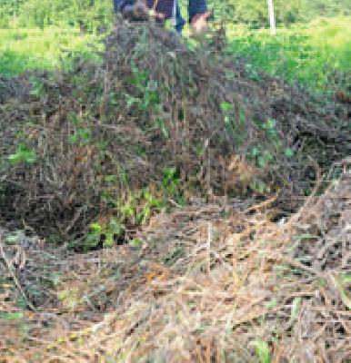 42 thousand hectare soybean inhibited | ४२ हजार हेक्टरवरील सोयाबीन बाधित 42 thousand hectare soybean inhibited | ४२ हजार हेक्टरवरील सोयाबीन बाधित
