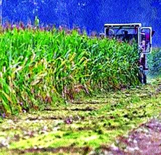 'Ram Bharosa', the Department of Agriculture Department! | कृषी विभागाचा कारभार ‘राम भरोसे’! 'Ram Bharosa', the Department of Agriculture Department! | कृषी विभागाचा कारभार ‘राम भरोसे’!