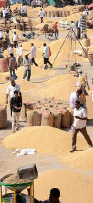 -The government should buy | -तर शासनाने करावी खरेदी