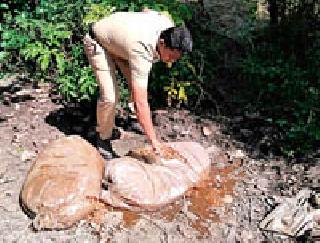 9 40 kg trapped Mohphula | ९४० किलो मोहफुलाचा सडवा पकडला 9 40 kg trapped Mohphula | ९४० किलो मोहफुलाचा सडवा पकडला