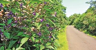 Karvee Flies, Blue Swing in Dazipur | कारवीचे रानफूल, दाजीपुरात निळी झूल