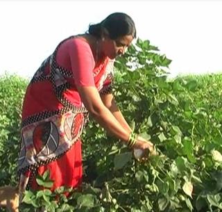 VIDEO: Kalyani welfare of farming! | VIDEO : शेतीत कल्याण साधणारी ‘कल्याणी’!