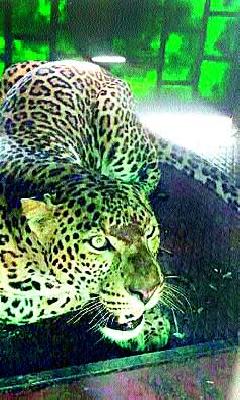 Dare to ask for a leopard | दारणा सांगवीत बिबट्या जेरबंद