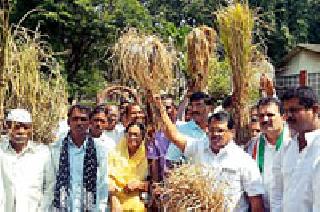 Farmers shrivel with dried pies | सुकलेल्या धानाच्या पेंड्यांसह शेतकरी धडकले Farmers shrivel with dried pies | सुकलेल्या धानाच्या पेंड्यांसह शेतकरी धडकले