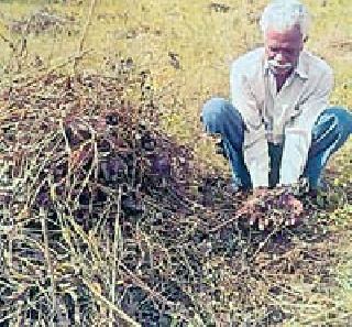 Damage of standing soybean crop in Digras taluka | दिग्रस तालुक्यात उभ्या सोयाबीन पिकाचे नुकसान