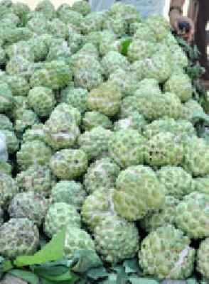 Sitaphalas increased inwardly, the price rose only | सीताफळांची आवक वाढली, भाव मात्र वधारले