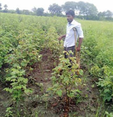 Cotton Crop C ... | कापूस पीक करपले...