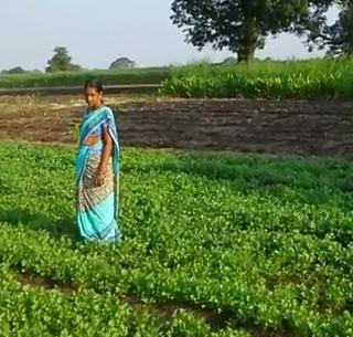VIDEO: Harvested farming done by a highly educated line! | VIDEO : उच्चशिक्षित रेखाने केले शेतशिवार हिरवेगार!
