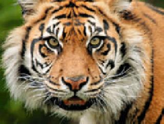 View of the tiger on the main road of the village | गावाच्या मुख्य मार्गावर वाघाचे दर्शन View of the tiger on the main road of the village | गावाच्या मुख्य मार्गावर वाघाचे दर्शन