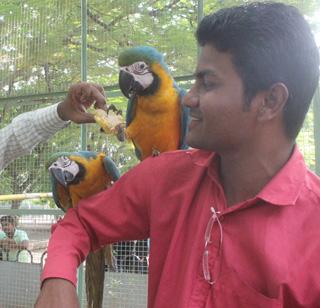 In the Solapur zoo, the birds with 'Macau' were attacked | सोलापूर प्राणिसंग्रहालयात 'मकाऊ'सह आफ्रिकन पक्षी दाखल In the Solapur zoo, the birds with 'Macau' were attacked | सोलापूर प्राणिसंग्रहालयात 'मकाऊ'सह आफ्रिकन पक्षी दाखल