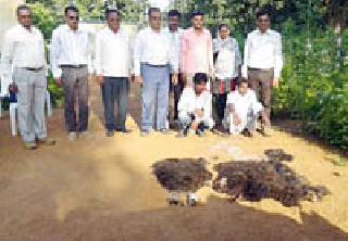 Three bear bear bulls in electric current | विद्युत प्रवाहाने तीन अस्वलांची शिकार