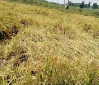 Wildfires made of papaya papaya | वन्यप्राण्यांनी धानपीक केले जमीनदोस्त Wildfires made of papaya papaya | वन्यप्राण्यांनी धानपीक केले जमीनदोस्त