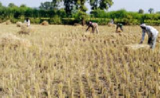 Paddy Building Speed: | धान बांधणीला वेग :