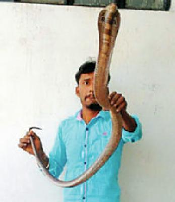 Gave the snake | सापाला दिले जीवदान
