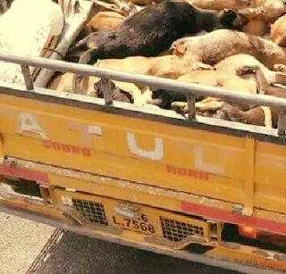 27 dragon dogs killed in retaliation | सूड घेण्यासाठी केली 27 भटक्या कुत्र्यांची हत्या 27 dragon dogs killed in retaliation | सूड घेण्यासाठी केली 27 भटक्या कुत्र्यांची हत्या