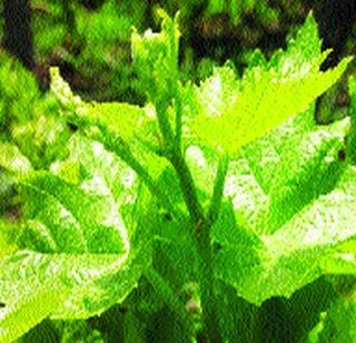 In the east of Miraj, there was a lot of leakage of the machines | मिरज पूर्वमध्ये द्राक्षघडांची गळ वाढली In the east of Miraj, there was a lot of leakage of the machines | मिरज पूर्वमध्ये द्राक्षघडांची गळ वाढली