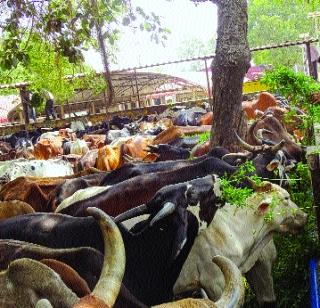 'Panjarpol' combines Gosha Vasthan fat | ‘पांजरपोळ’ने जपला गोसं वर्धनाचा वसा 'Panjarpol' combines Gosha Vasthan fat | ‘पांजरपोळ’ने जपला गोसं वर्धनाचा वसा