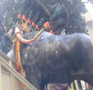 Mirwaanuka roaming on the occasion of Diwali in Pune | पुण्यात दिवाळीनिमित्त रेड्यांच्या वाजत गाजत मिरवणुका