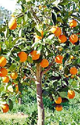 Insurance cover for Amba | आंबियाला विम्याचे संरक्षण