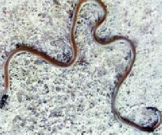 The rare yellow serpent: | दुर्मिळ पोवळा साप :