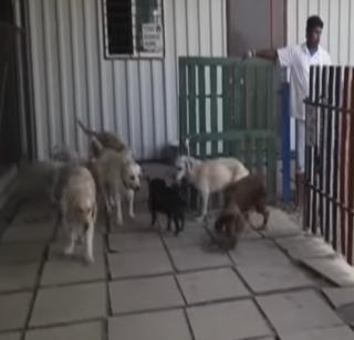 VIDEO - Animal Diwali 'Vacation' | VIDEO - पाळीव प्राण्यांचे दिवाळी ‘व्हेकेशन ’