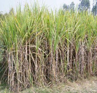The sugarcane trunks were released, the blossomed! | ऊस दराचा तिढा सुटला, फड फुलला ! The sugarcane trunks were released, the blossomed! | ऊस दराचा तिढा सुटला, फड फुलला !