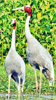 Cultivation of storks due to lake pond | तलावातील बेटांमुळे सारसांचे संवर्धन