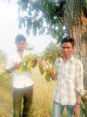 Sugary Growers' Sugary Day | कोसा उत्पादकांना सुगीचे दिवस