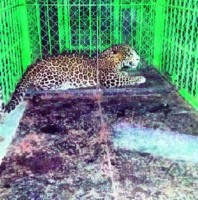 Leopard at Pomphed | पिंपखेड येथे बिबट्या जेरबंद