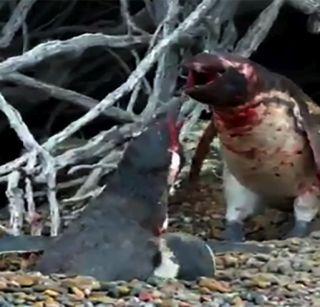 Wife penguin trembled with his wife! | पत्नीला 'त्याच्या'सोबत पाहून पेंग्विन भडकला! Wife penguin trembled with his wife! | पत्नीला 'त्याच्या'सोबत पाहून पेंग्विन भडकला!