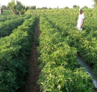 On the basis of various methods, 'Samarth' | विविध पद्धतीच्या आधारे विक्रमी उत्पादन घेणारा ‘समर्थ’ On the basis of various methods, 'Samarth' | विविध पद्धतीच्या आधारे विक्रमी उत्पादन घेणारा ‘समर्थ’