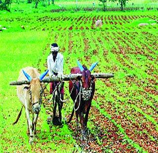 Area of rabi season increased in Baramati | बारामतीमध्ये रब्बी हंगामाचे क्षेत्र वाढले Area of rabi season increased in Baramati | बारामतीमध्ये रब्बी हंगामाचे क्षेत्र वाढले