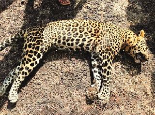 Dying of stomach and stomach | फासकीत अडकून बिबट्याचा मृत्यू