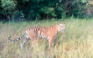 King of Tadoba: | ताडोेबाचा राजा : King of Tadoba: | ताडोेबाचा राजा :