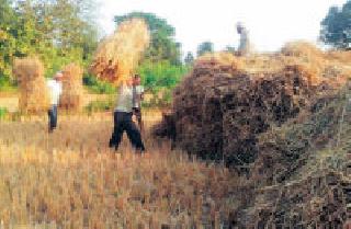 Crop preparation: | तयारी मळणीची :