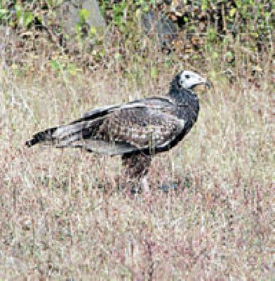 Rare 'all' vultures found in Wardha | वर्धेत आढळला दुर्मिळ ‘सर्वाशनी’ गिधाड Rare 'all' vultures found in Wardha | वर्धेत आढळला दुर्मिळ ‘सर्वाशनी’ गिधाड