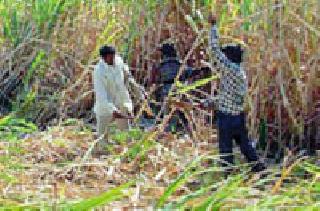 Migrating ten thousand laborers | दहा हजार मजुरांचे स्थलांतरण