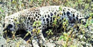 Dead in the forest of Sokkhas forest | सोनखास जंगलात बिबट मृतावस्थेत Dead in the forest of Sokkhas forest | सोनखास जंगलात बिबट मृतावस्थेत