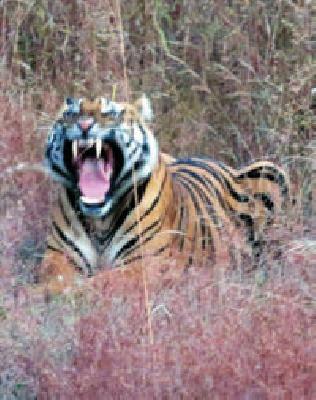 Negotiations: | व्याघ्रदर्शन :